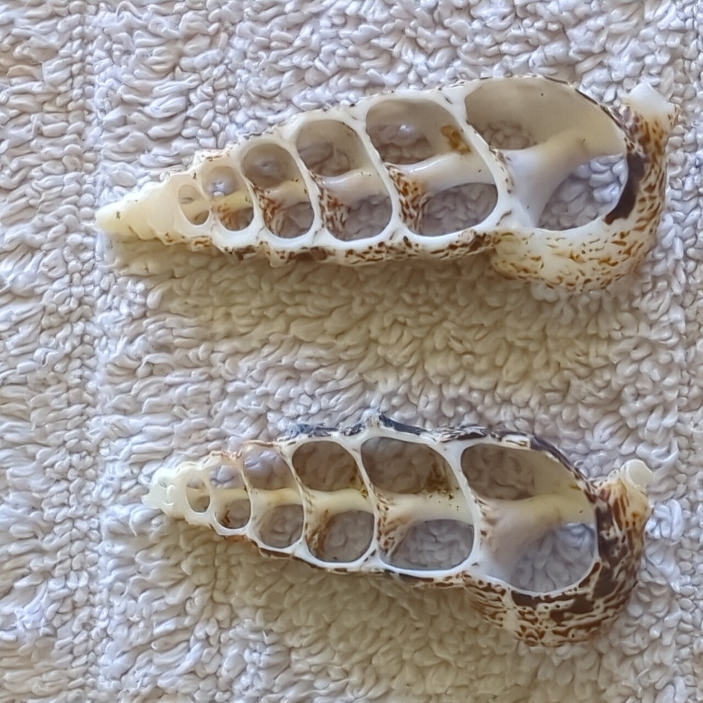 Cone shell cross sections for earrings. Unset.
